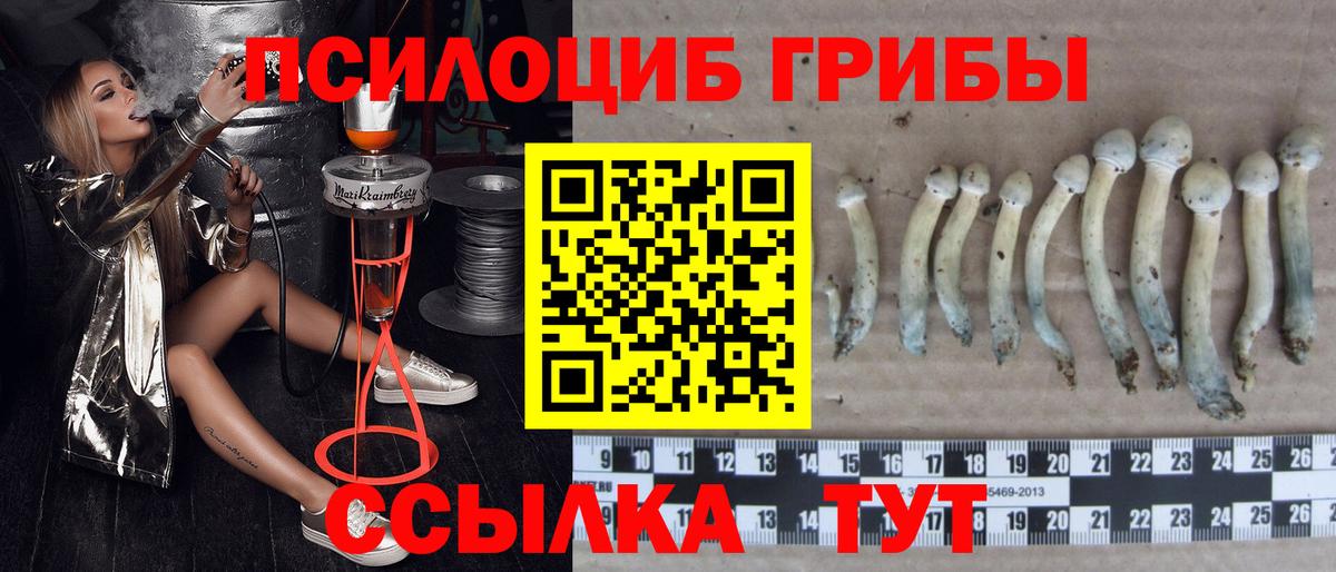 Псилоцибиновые грибы Psilocybine cubensis Кумертау